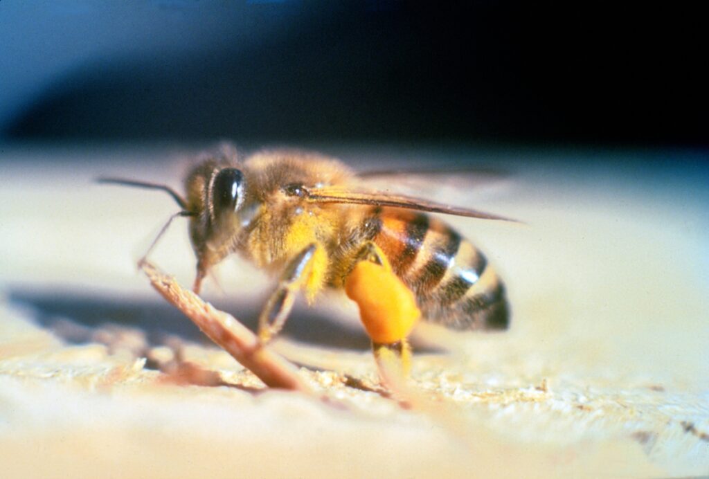 Apis_mellifera_scutellata - T J Pest Control LLC bees in arizona