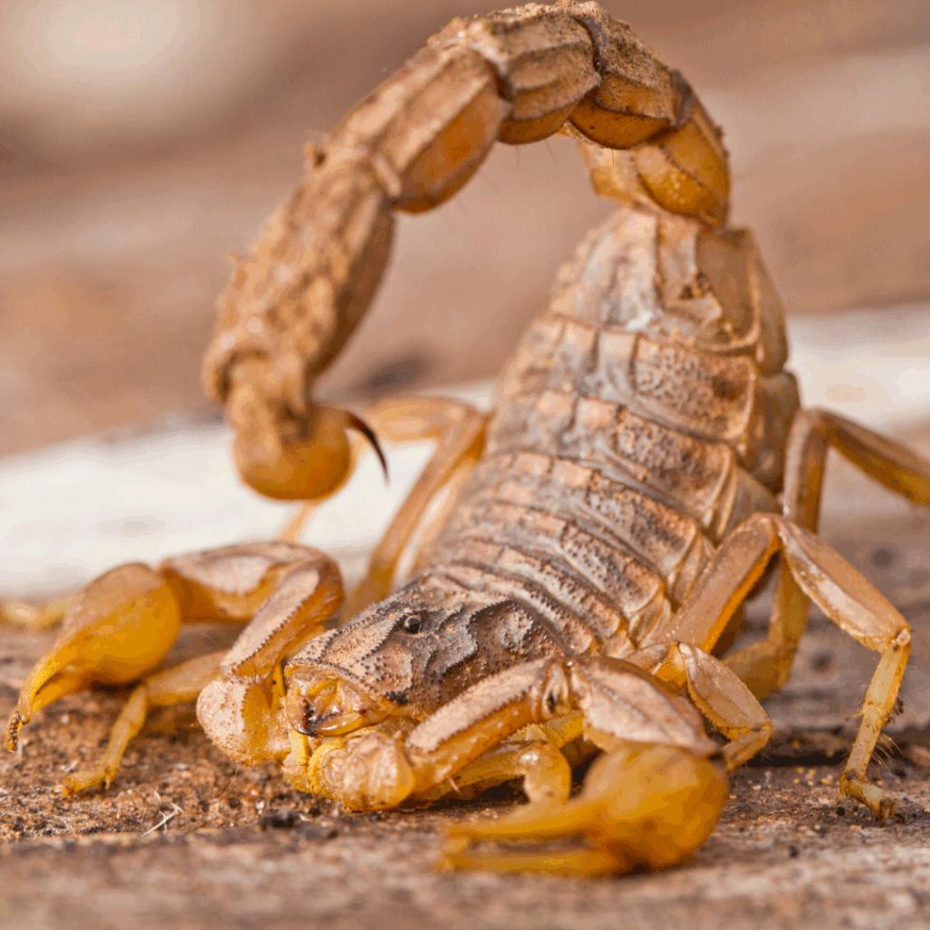 pest control services