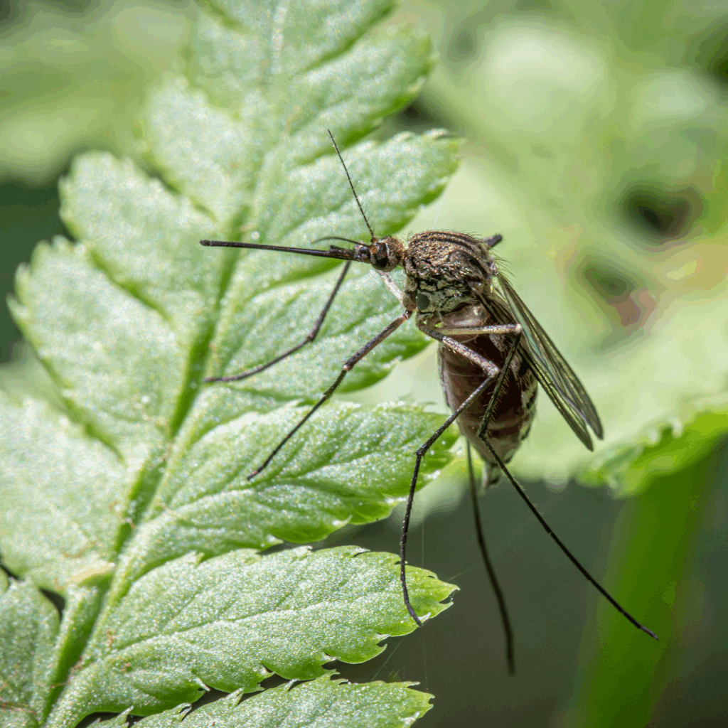 mosquito prevention with local pest control services