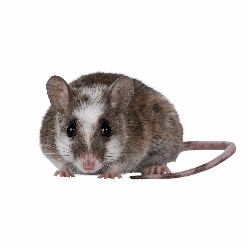 tj_pest control - T J Pest Control LLC pest control