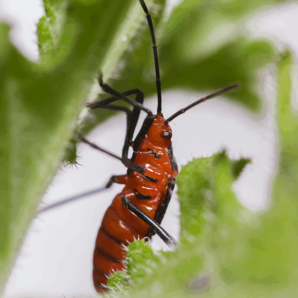 bugs local pest control - T J Pest Control LLC bugs local pest control