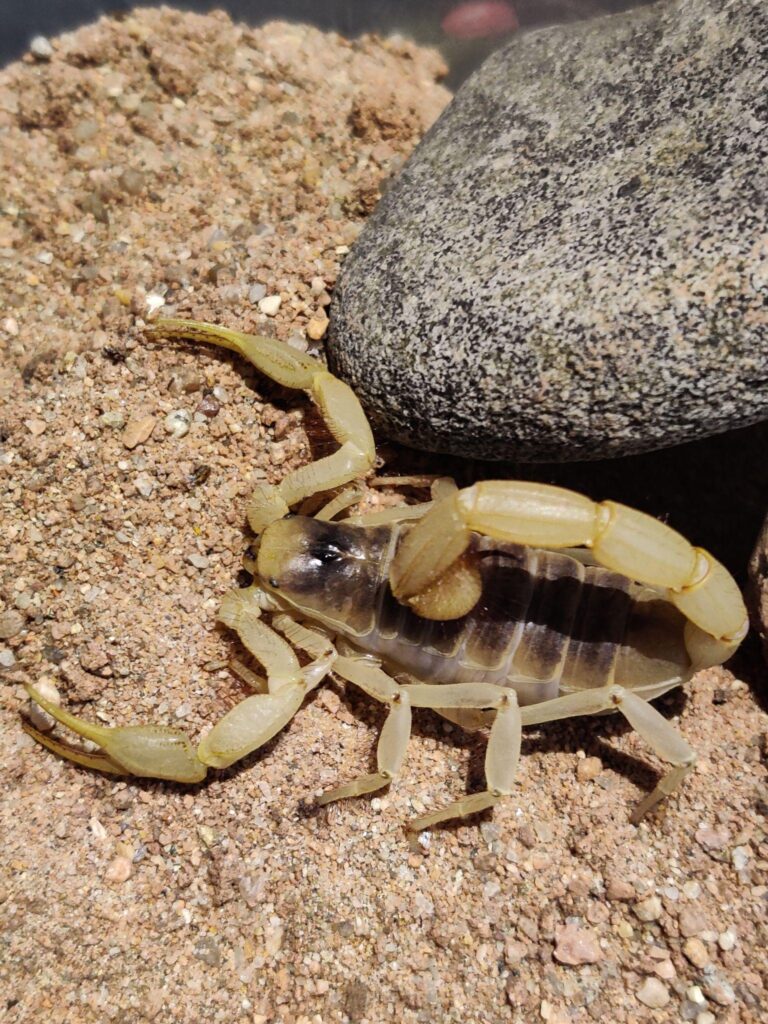 f0COzb0Ub4lExsxcooO_E8rBNq-B6o6_Psqrmk4LX64Eq_tvFBSF1keUL2cunNmd9PXgPyZ4QKbPfSaKncVWJbVogl_fdkzItqtm-V-zo4c - T J Pest Control LLC Scorpions