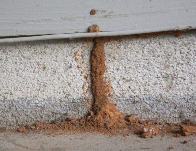 termite-lubes - T J Pest Control LLC termite infestation